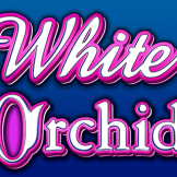White Orchid 로고