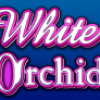 White Orchid 로고