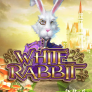 White Rabbit 로고