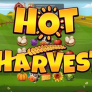 Hot Harvest 로고